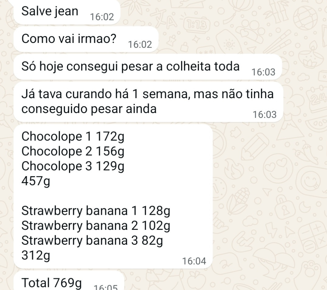 Depoimento de aluno: colheita de 769g com Chocolope e Strawberry Banana